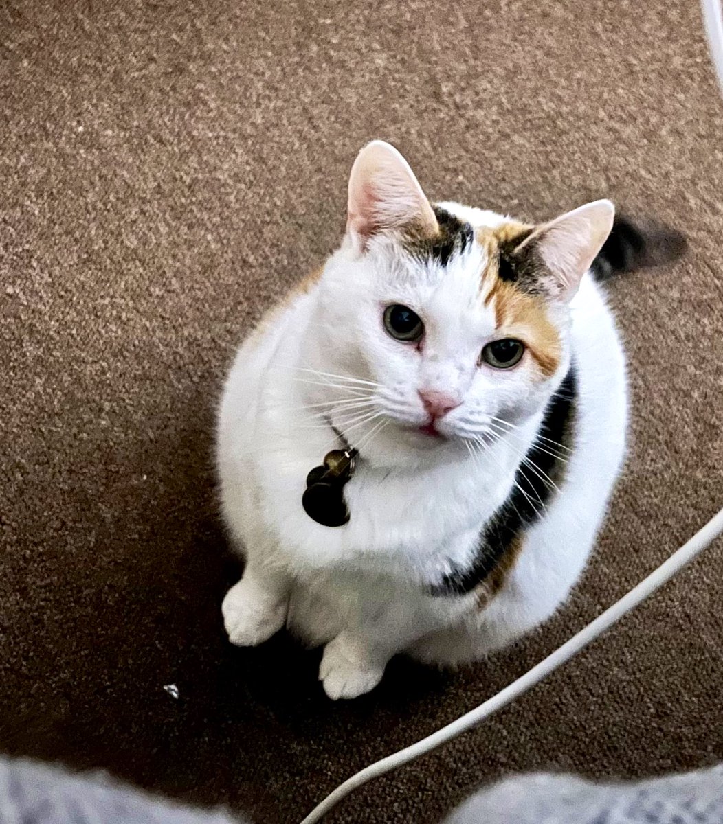 Pixie The Cat tweet media
