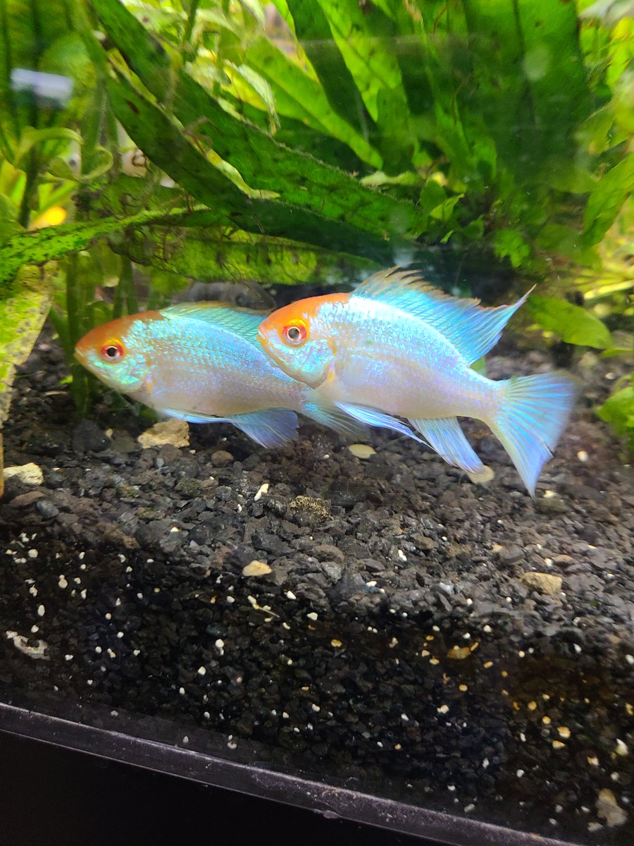 beitalsNY's tweet photo. It's that time! Tell a #friend! #twofortuesday #BIGSALE #BlackFriday #weekend #BlackFriday2023 #BlackFridaySale #holiday @beitalsNY
#livingart #aquarium #tropicalfish #pets #fishtank #freshwater #beauty #nature #saltwater #reef #coral #animals #interiordesign #gifts #fishstore https://t.co/6tkGjNyeIV