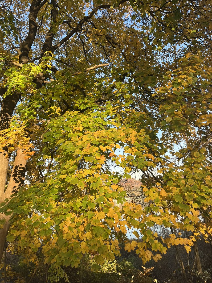 tahnee_mac's tweet photo. Had a great time sharing fishy science ideas at the Cold Spring Harbor Zebrafish Neuroscience Meet! …and finding some more fish in NYC!🐠 #cshlzebrafish https://t.co/A8PuaW5VKf