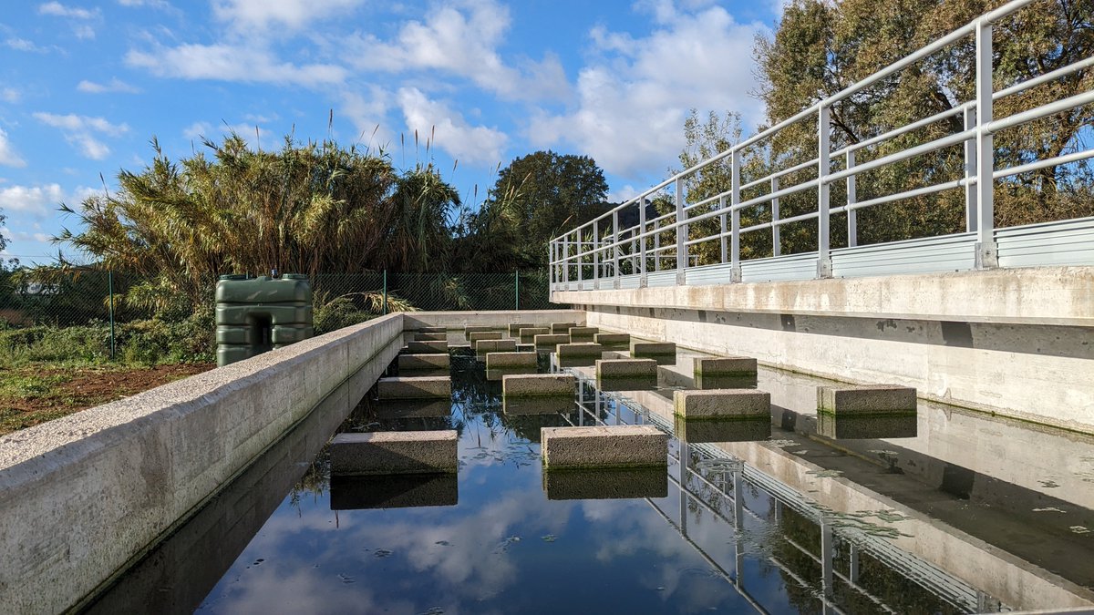 💧 📣 The first individuals of 𝘋𝘢𝑝𝘩𝘯𝘪𝘢 𝘮𝘢𝘨𝘯𝘢 have been inoculated into the #BIODAPH reactors at the demo site in Quart (Girona). It has been necessary to wait almost a month before the #daphnia inoculation to allow the growth of the biofilm on the walls and lamellas.