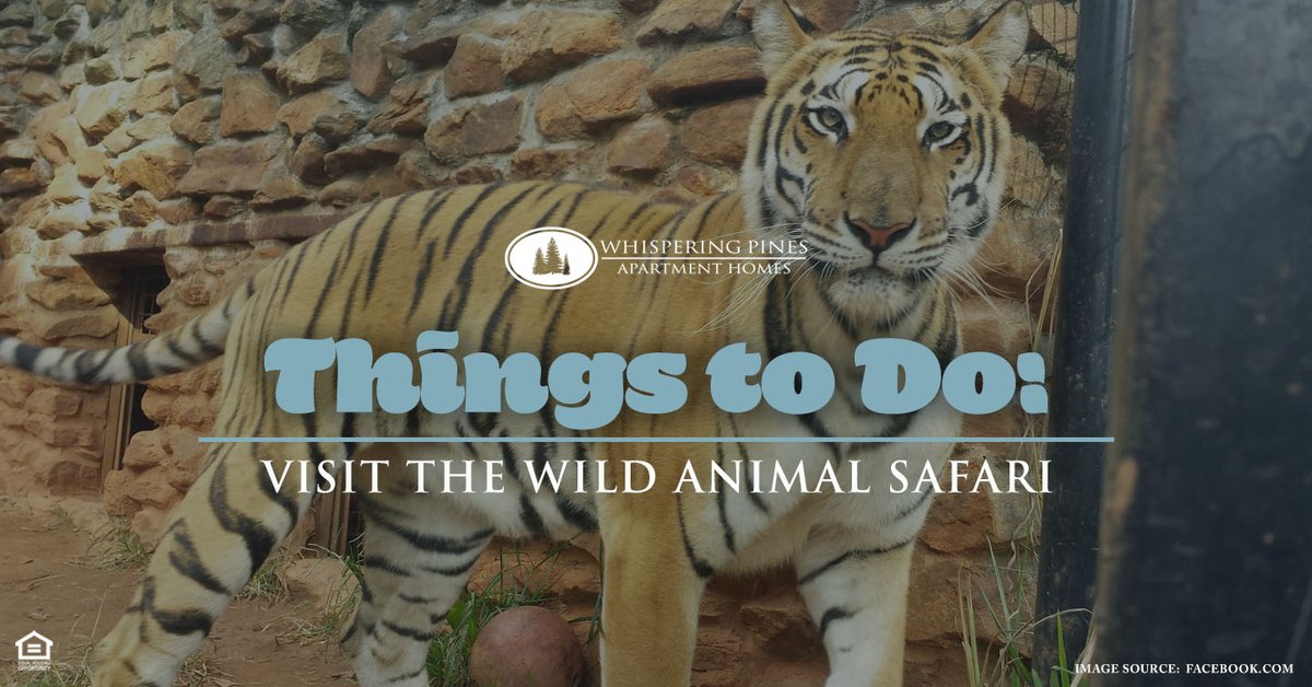 Looking for something unique and fun that everyone in the family will enjoy? Take a quick day trip to #PineMountain to visit the #WildAnimalSafari! 🐒🦁🦒

💻 Check out our #blog for everything you need to know. whisperingpinesga.com/2023/11/things…