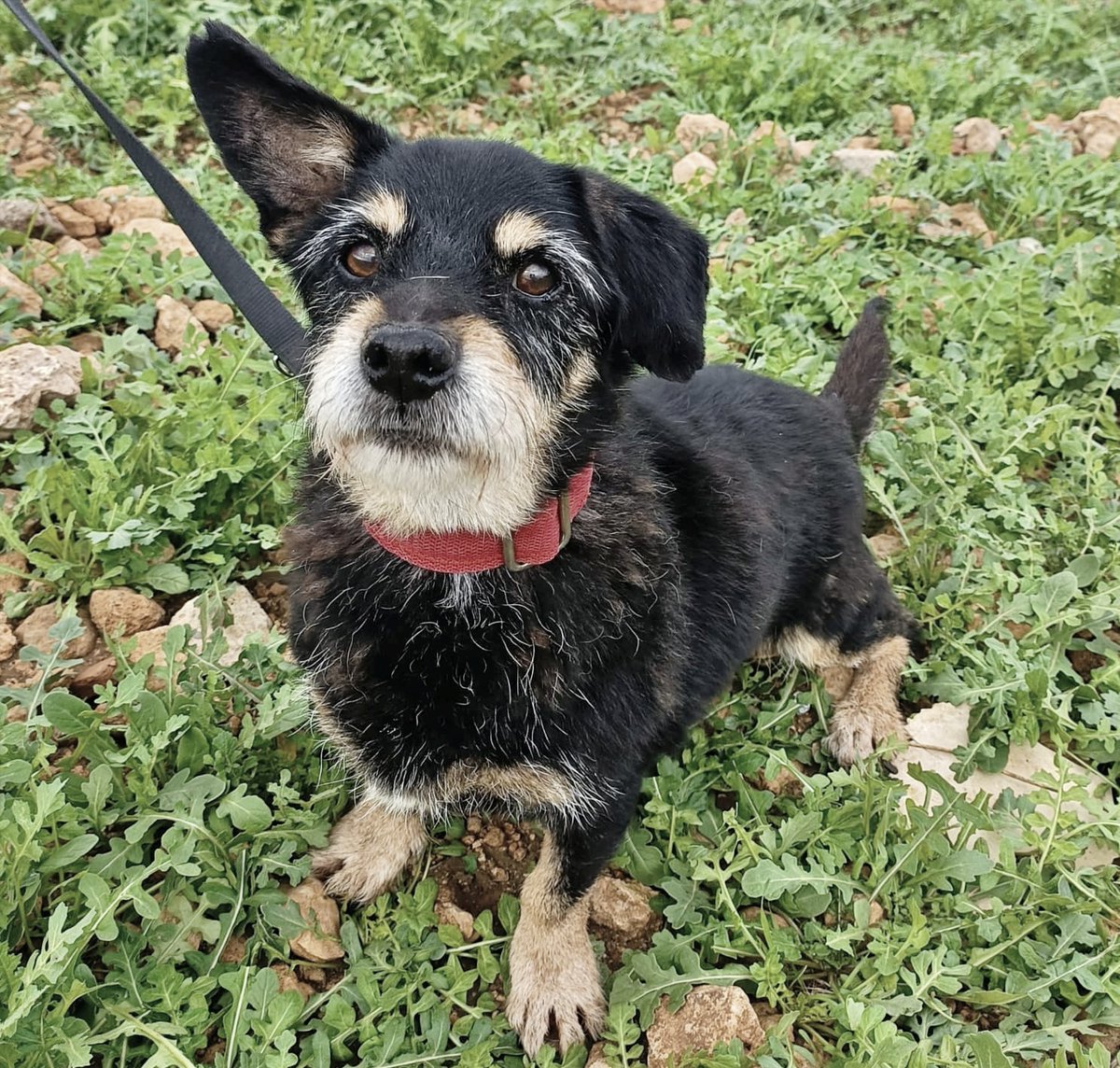 SosAbuelos1's tweet photo. Adopción en #Cataluña, #Madrid, #Toledo y #CiudadReal.
Este madurito de 10 añitos es #MATIAS, un chico súper simpático y sociable, algo gruñoncete, pero mimoso y adorable a la vez.

Le encantan los paseos y va genial con la correa.

Si quieres darle un hogar a este abuelete..
631 72 66 15 solo WhatsApp // adoptaunlebrel@gmail.com