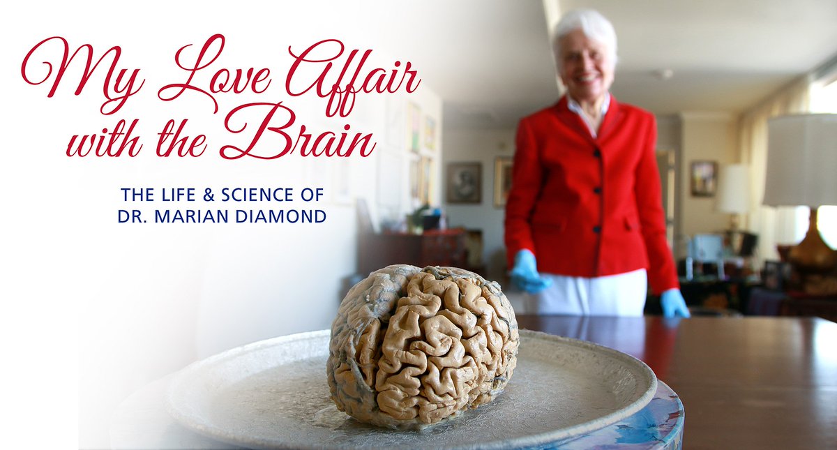 Marian Cleeves Diamond (11/11/1926 – 7/25/2017) was an American scientist and educator and one of the founders of modern neuroscience. Her research provided the evidence that the brain changes with experience in an enriched environment youtube.com/live/QpPAGfSpf…