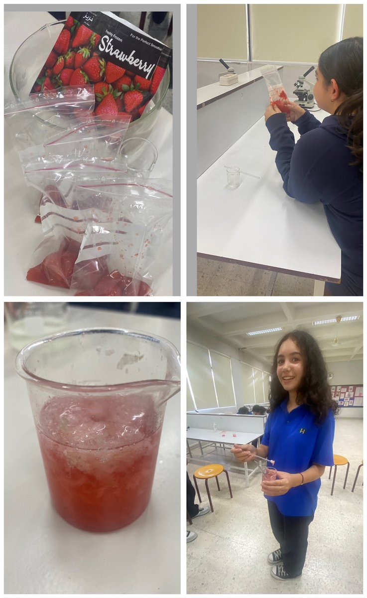 BioRHHS's tweet photo. AP 9 students extracting DNA from strawberries .@RHHS_Saida @BioRHHS https://t.co/KP2Jca6otK