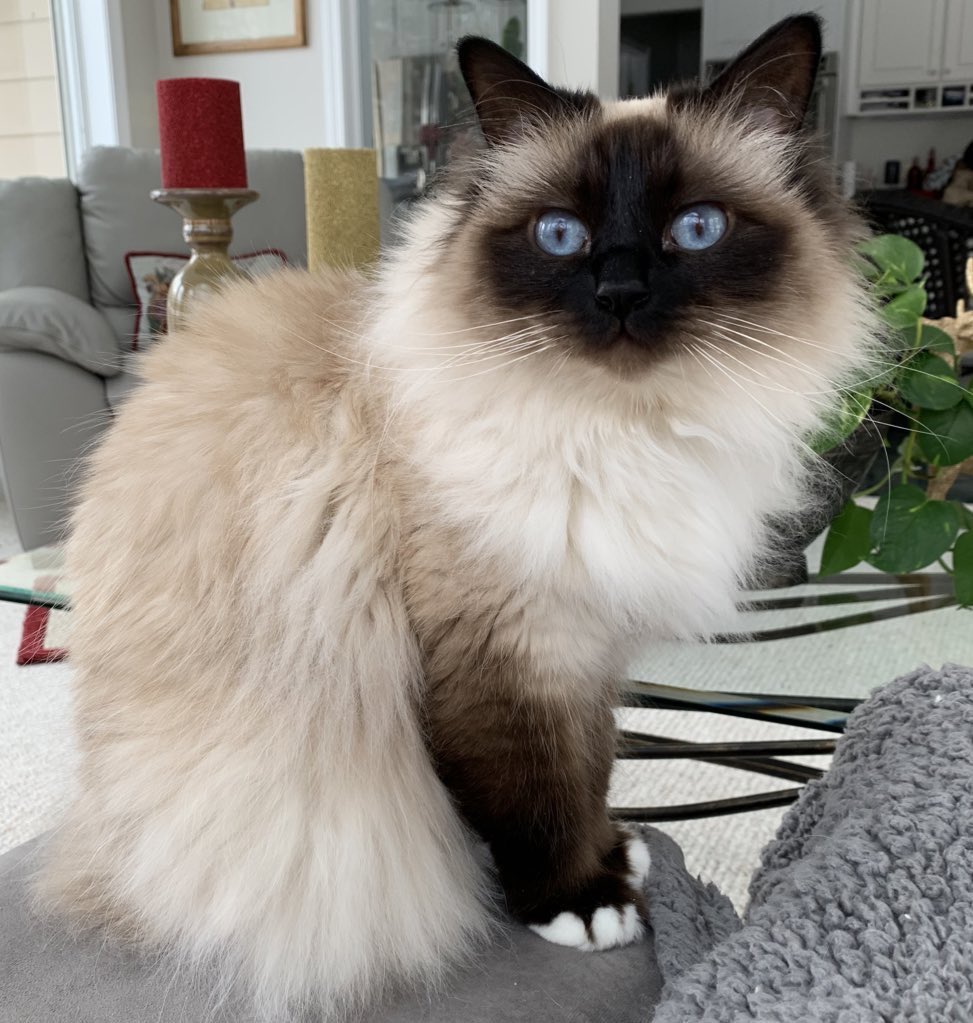 ElizGriff2016's tweet photo. @ReskiGeri Ari (boy) on left; Cali (girl) on right
🥰🥰🥰 https://t.co/q8ptGdcs5C