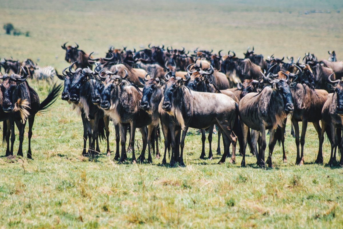 #Herd of #Wildebeests on #safari , #Kenya . . . . #gnu #Antelope #Bovine #BigGameSpecies #KenyaWildebeests #Herbivore #Mammal #Grassland #AfricaWildlife #KenyaWildlife #ExploreKenya #AfricanSavanna #AfricanSafari #WildlifeHabitat #WildlifePhoto #WildlifeLover #wildlifeEnglish