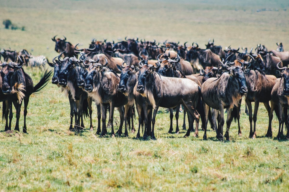 AnimalThen's tweet photo. #Herd of #Wildebeests on #safari , #Kenya .
.
.
.
#gnu
#Antelope
#Bovine
#BigGameSpecies
#KenyaWildebeests
#Herbivore
#Mammal
#Grassland
#AfricaWildlife
#KenyaWildlife
#ExploreKenya

#AfricanSavanna #AfricanSafari #WildlifeHabitat #WildlifePhoto #WildlifeLover #wildlifeEnglish https://t.co/zpW92tAjmr
