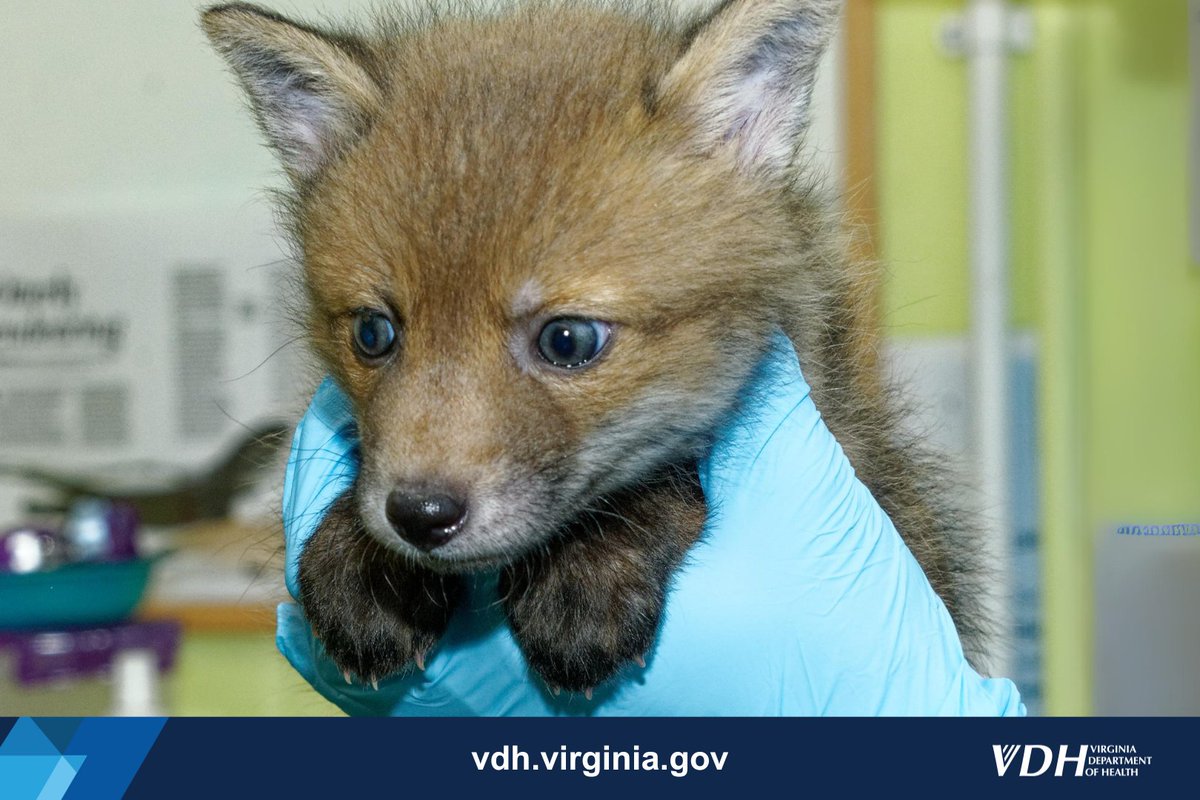 If you see a wild animal that looks sick or in trouble, don’t take matters into your own hands. Contact a licensed wildlife rehabber or the Department of Wildlife Resources. Here's a directory of wildlife care professionals: ow.ly/bI8450Q9T1t #ProtectYourPetsProtectYourself
