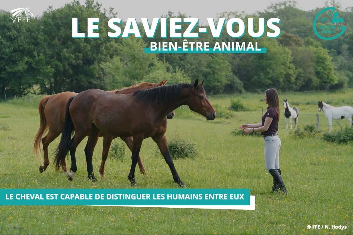 LE SAVIEZ-VOUS ⁉️ Le cheval est capable de distinguer les humains entre eux 🐴
Il a été montré qu’il peut reconnaître les êtres humains qu’il connaît, autant visuellement 👀qu’au son de leur voix.  
POUR ALLER + LOIN : relation Homme - cheval⬇️
equipedia.ifce.fr/sante-et-bien-…