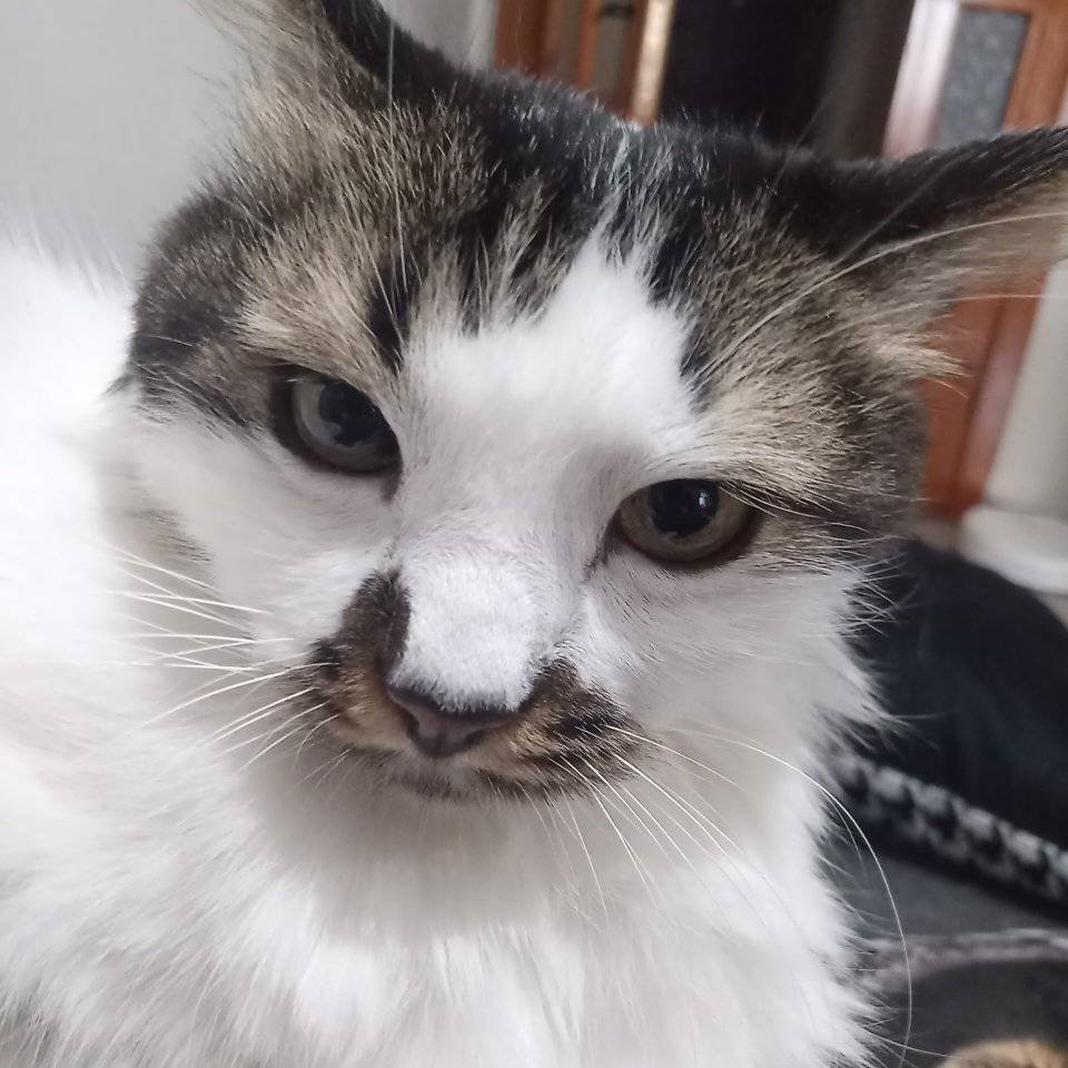 kedipascal's tweet photo. Meeeeooowwwww! https://t.co/ZxzsMWWNHf