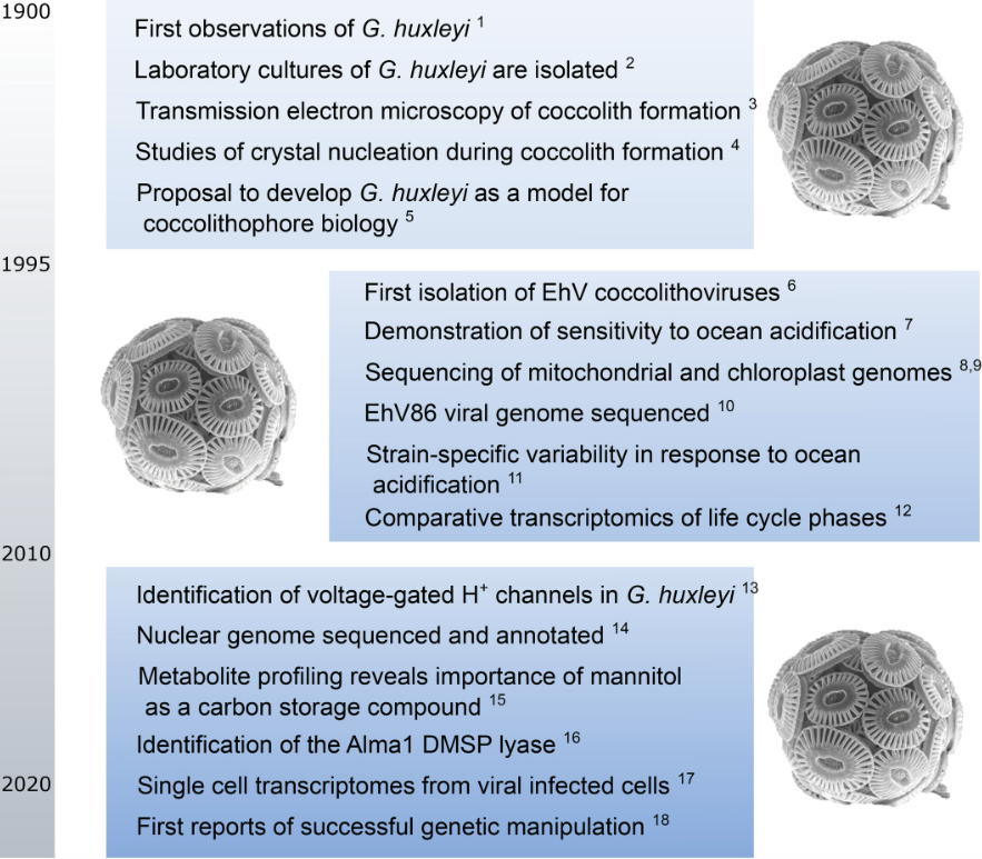 This new perspective piece by <a href="/GLWheeler2/">Glen Wheeler</a> et al. concludes our first series of special articles <a href="/JPhycology/">Journal of Phycology</a> Hope you've enjoyed them. Big 🙏 to all authors! 

Gephyrocapsa huxleyi (Emiliania huxleyi) as a model system for #coccolithophore biology

onlinelibrary.wiley.com/doi/full/10.11…