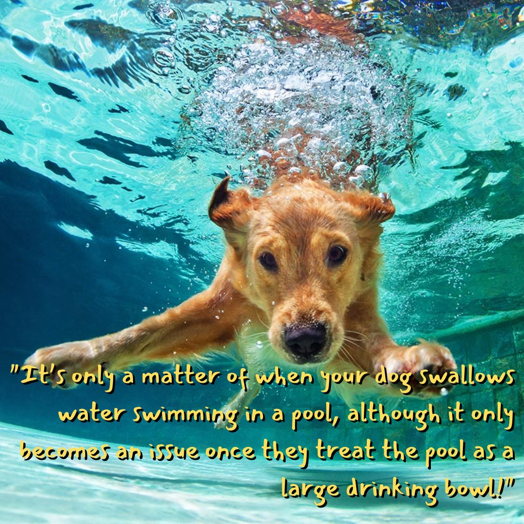 Our new blog post is up! This week focuses on tips on what to watch out for when you're in the pool with furry friends!
blog.nuvet.com/is-pool-water-…

#dogs #dogsofinstagram #dog #dogstagram #puppy #doglover #dogoftheday #instadog #doglovers #doglife #pets #puppylove #dogslife #animals