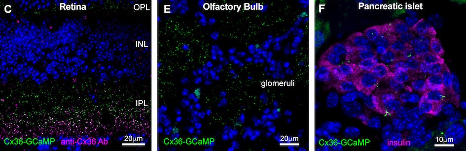 OBrien_lab's tweet photo. Chris's paper makes use of a GCaMP-tagged Cx36 transgenic mouse that we developed.  It expresses Cx36-GCaMP at electrical synapses in the retina, brain, and even the pancreas. https://t.co/DgWt9y0MCu