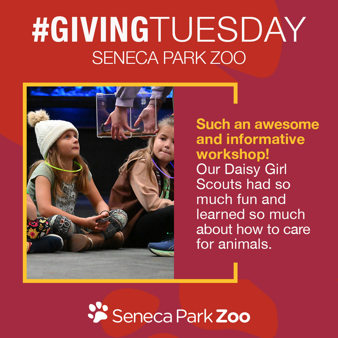 On November 28th, we celebrate Giving Tuesday! Your donation on Giving Tuesday supports the conservation & education programming the Zoo Society does throughout our community and here at the Zoo. Set a reminder and join us! 🙏🧡 ow.ly/iE3P50Q8NQU