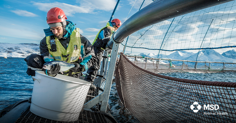 MSDAnimalHealth's tweet photo. At MSD Animal Health, we are committed to providing innovative medicines, vaccines, and technologies to promote sustainable growth in the aquaculture and conservation industry. #WorldFisheriesDay