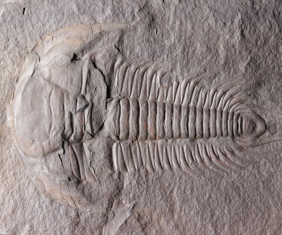 AMNH's tweet photo. It's #TrilobiteTuesday. New research by Russell Bicknell, a postdoctoral researcher in the Museum’s Division of Paleontology, examined trilobites with extreme injuries. These rare fossils show how trilobites were often prey &amp; how they recovered from failed predation attempts. https://t.co/cgLD6iT1tX