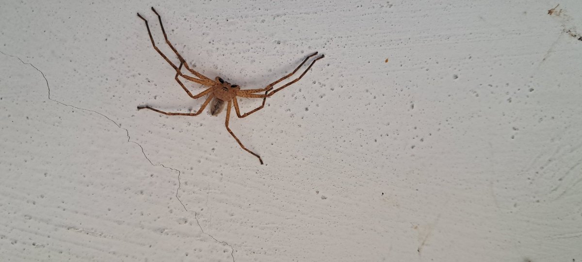 apa_84's tweet photo. Buen día, @Arachno_Cosas, me podrías ayudara a identificar esta araña porfavor?? Localidad: Puebla , pue. https://t.co/R4maoNI9jU
