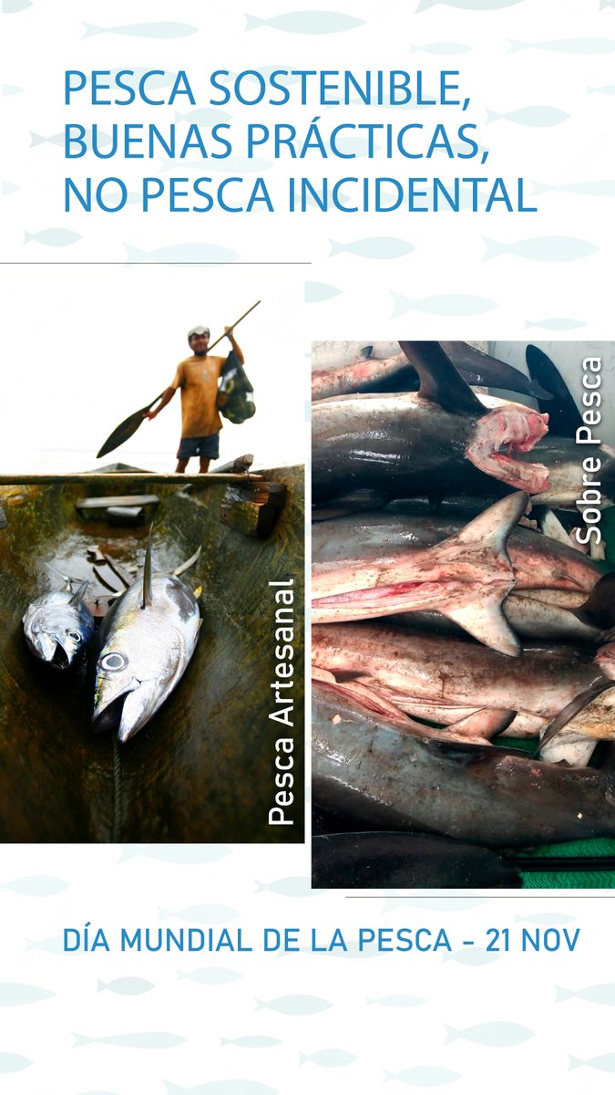 Fundación Malpelo tweet media