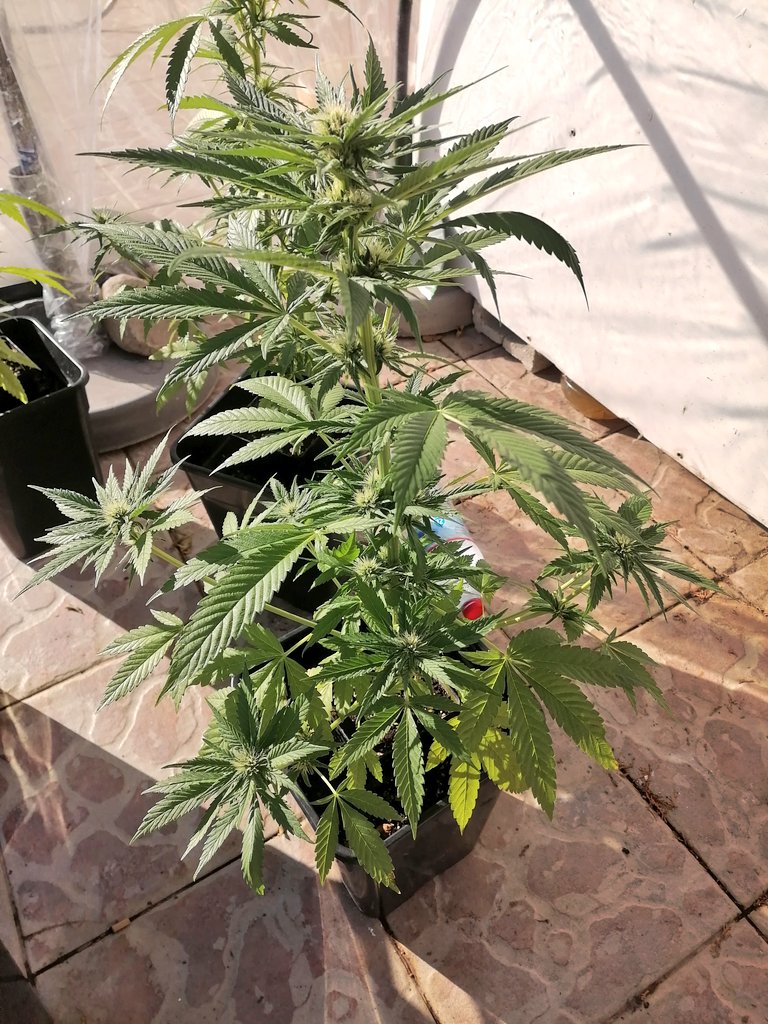 XavierNerjaLM's tweet photo. #WinterTHC #WinterCBD 🇪🇸
❤️ 💚 ❤️ 💚 https://t.co/w9fN6TLYbM
