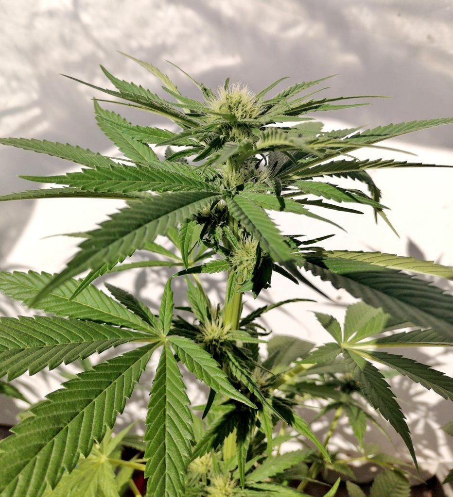 XavierNerjaLM's tweet photo. #WinterTHC #WinterCBD 🇪🇸
❤️ 💚 ❤️ 💚 https://t.co/w9fN6TLYbM
