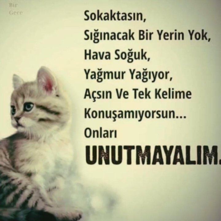 #SokakHayvanlarıSahipsizDeğil 
Unutmayalım