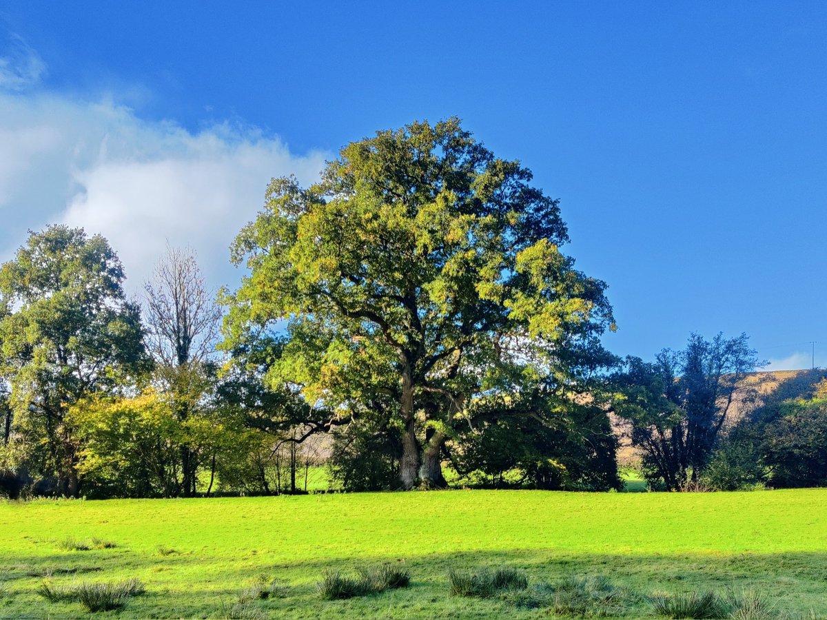 PhillyBillyB's tweet photo. My new favourite oak tree, not far from Christow in the Teign valley, Devon. Enormous trunk (looks easily 8metres circumference), with an even bigger crown - it towers over the surrounding alder, field maple, ash &amp; oak. A majestic example of a pedunculate oak #thicktrunktuesday https://t.co/nSX8xmWq0a