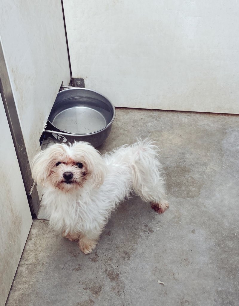 AdoptEu's tweet photo. Marty, 8 anni, lasciato in canile perché "non lo voglio più" si sta lasciando andare. X adottarlo 3472723987 https://t.co/6Y8ILN4BzS