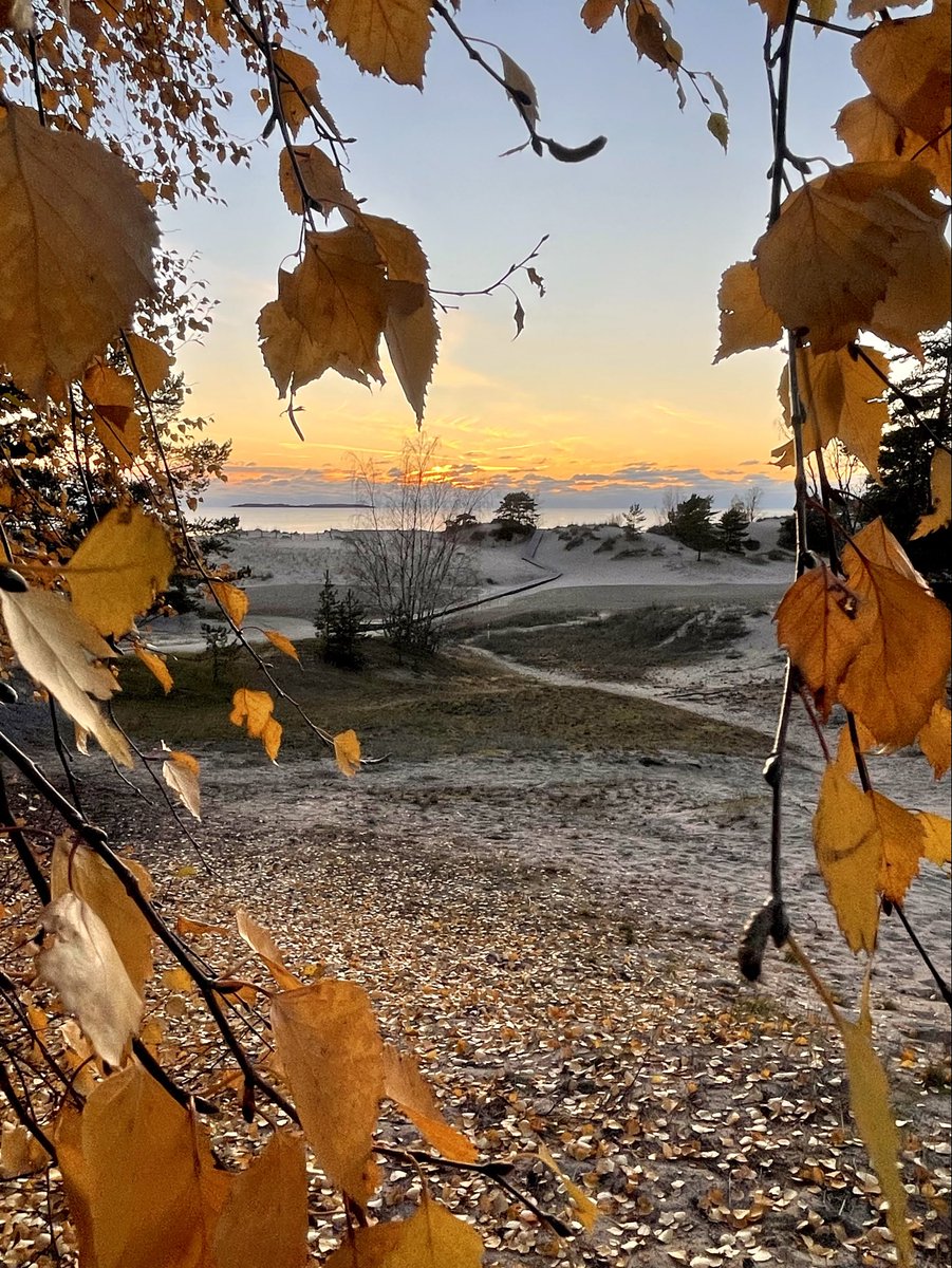 #Autumn in #Yyteri #Yyteribeach #Pori #Suomi #Finland few weeks ago looked like this. #blueflagbeaches #dunes #silverbirch
