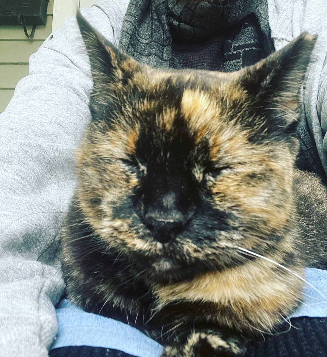 leDauphin26's tweet image. Outdoor cat #WhosTheFeralNow #Kittehs