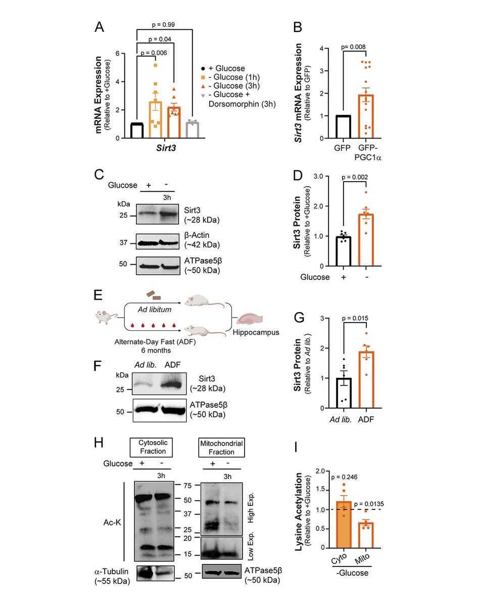 Neurons in the brain frequently experience glucose shortage. In this paper, Tiwari, Ashrafi @GhazalEYN et al. @WUSTLCellBio uncover a mechanism of metabolic adaptation that enbales neurons to function without glucose. bit.ly/3R92zAt

@MarionAlya
#Neuroscience #Metabolism