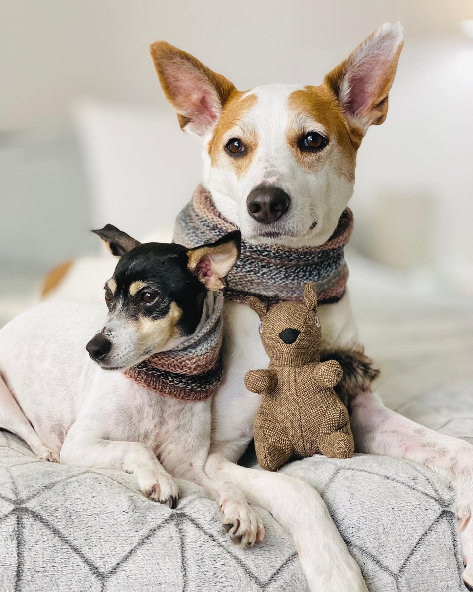 wowiedogs's tweet photo. Calling all dog lovers! 🐶 Are you ready for fall coziness? We've got just the thing to keep your furry friend warm and stylish this season - introducing the snood! 🍂

https://t.co/4vhHBR2hXm

#wowiedogs #weekend #november #snoodmood 🤎 https://t.co/dg56RGJt5X