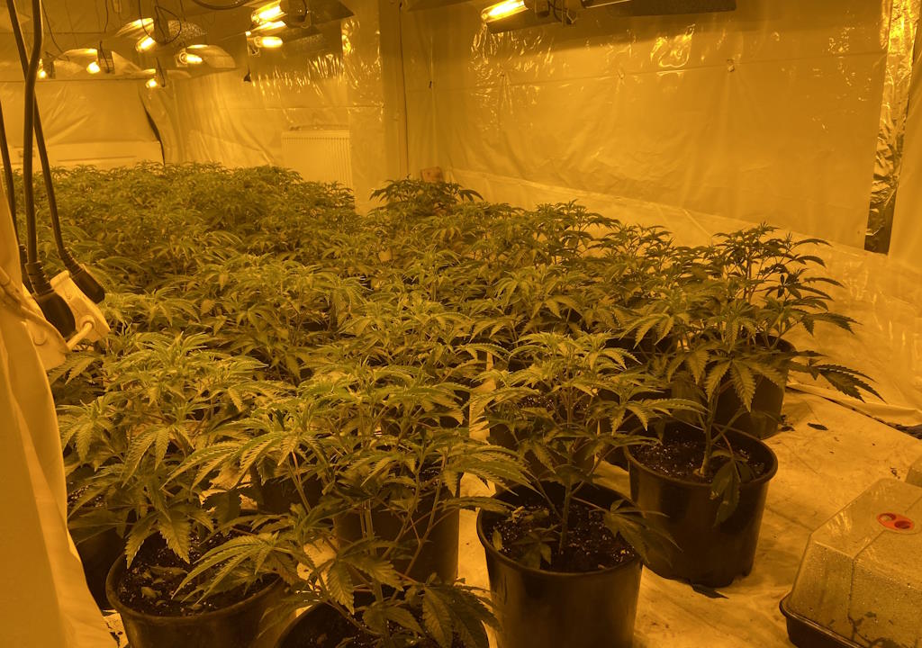Officers discovered a substantial cannabis grow containing more than 400 plants after executing a warrant at a house in #StLawrence. Read more on our website: esxpol.uk/Ctsr0 #ProtectingAndServingEssex