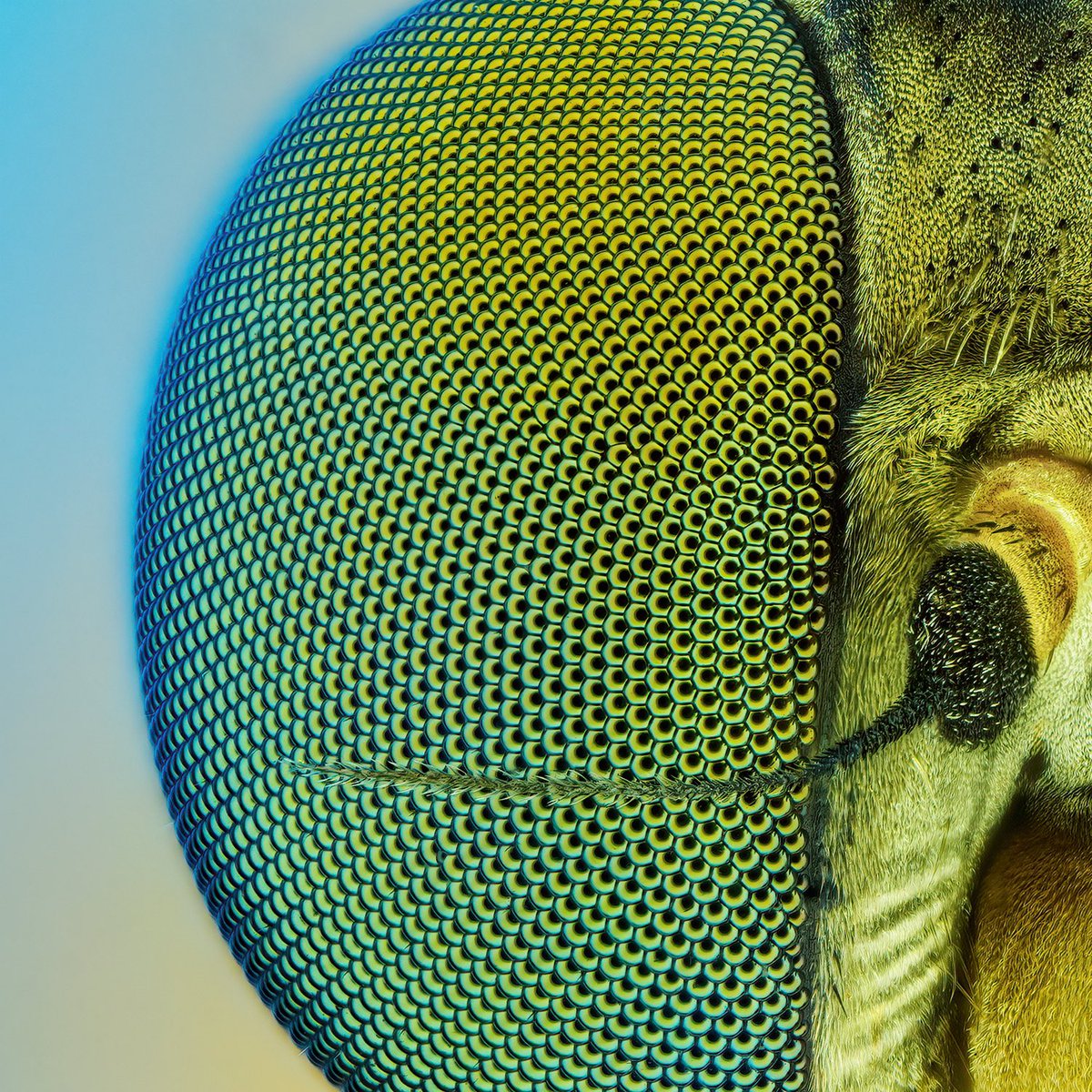 Snipe fly, Rhagionidae. Blue background, yellow proboscis in the blur and green eyes. What a combination 🥰 Photographed with the new @laowa_lens Aurogon at 10:1. There are a few details about this picture on Laowa’s YouTube channel. For the masterclass series I made a video that
