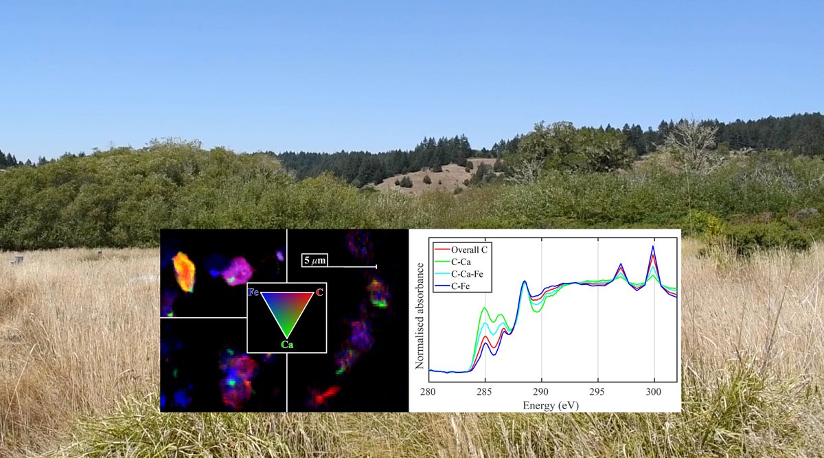 Soil organic carbon directly influences the regulation of atmospheric CO2. To better understand how calcium affects the accumulation of carbon in acidic soil, researchers studied grassland soils from Point Reyes National Seashore in Northern California. als.lbl.gov/improving-carb…