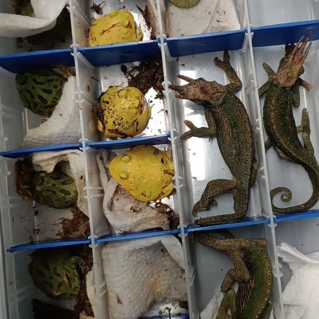 🚨 #OperativoSunat evita el contrabado de fauna silvestre 🦎🐍🐢🕷️ (especies CITES) en el Aeropuerto Int. Jorge Chávez.
Personal de Aduanas realizó la inspección no intrusiva (rayos x) a 🧳 de pasajero, procedente de Miami, quien pretendió huir al iniciarse la revisión física.