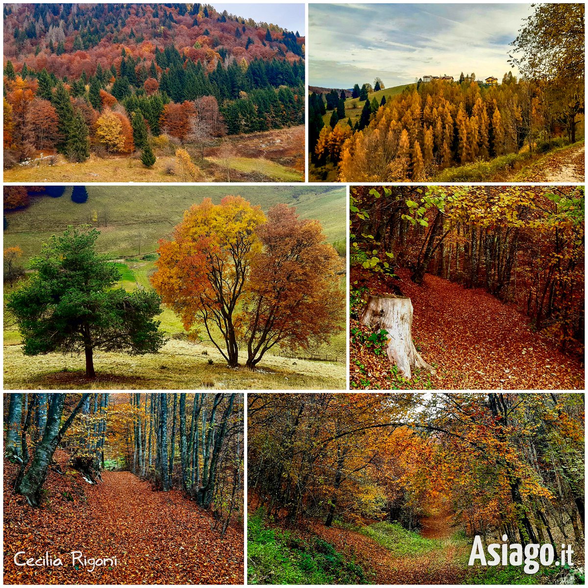 AsiagoIt's tweet photo. La sinfonia dell'#autunno a #Foza raccontata dagli strepitosi scatti di Cecilia Rigoni. 🍂🧡🍁
Per inviarci anche le vostre foto dell'Altopiano: foto@asiago.it
🏞️ 16/11/23
#Asiagoit #altopianosettecomuni #altopianodiasiago #Veneto #montagna #foliage https://t.co/BPWj5khIHD