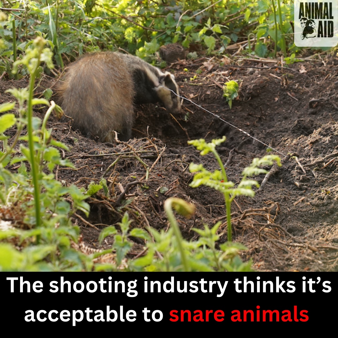 Animal Aid tweet media