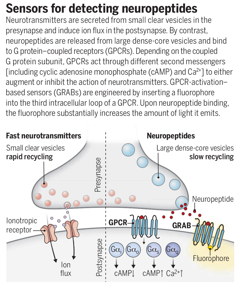 New biosensors have helped reveal the activity of neuropeptides in the brain, researchers report in Science, providing novel tools for studying the release, function, and regulation of these crucial signaling molecules in vivo. scim.ag/4Um; scim.ag/4Un