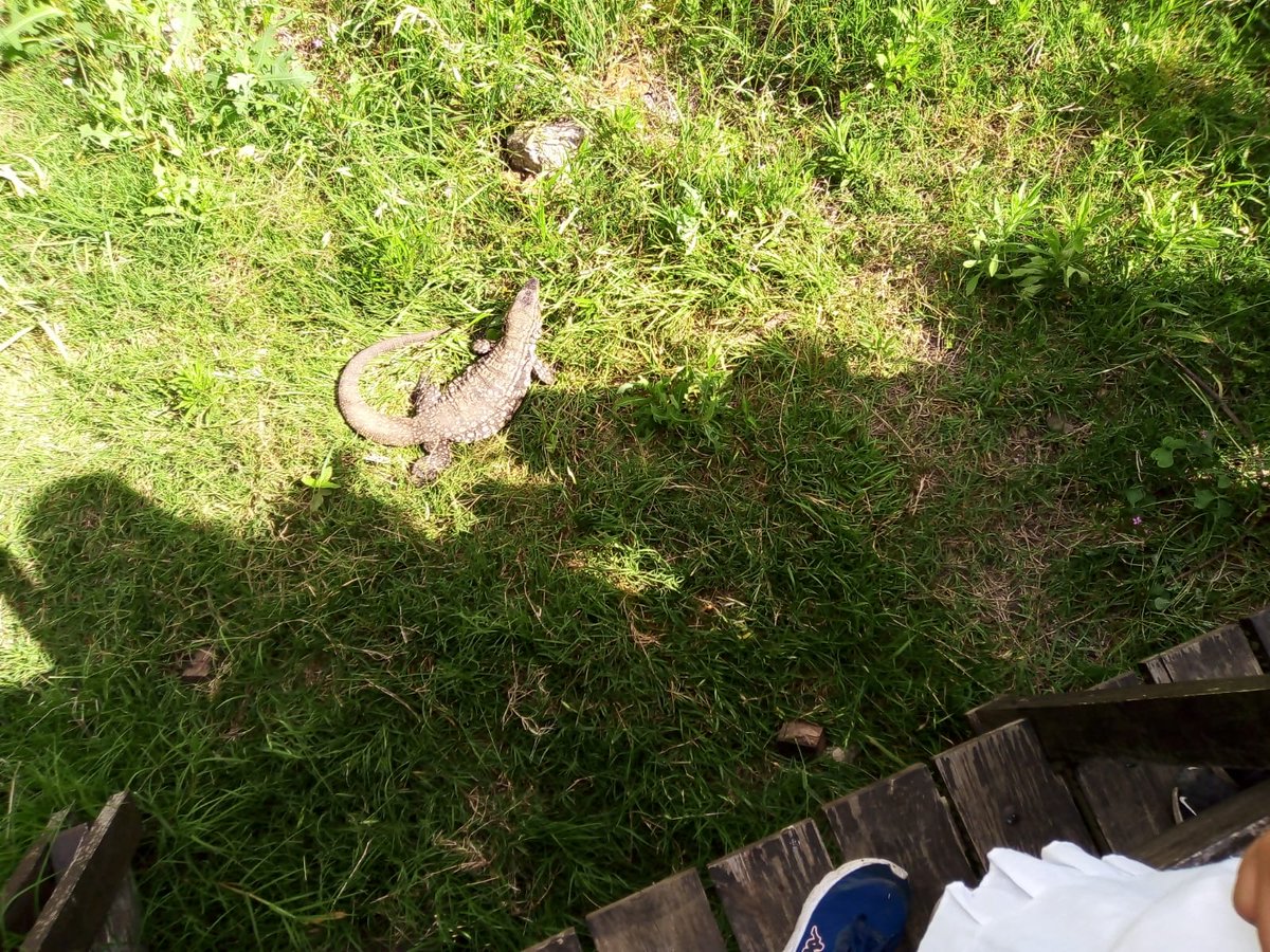 💁🏻Los estudiantes de 4to año de la EP Nº 29, disfrutaron de una salida especial en la Reserva Natural, importante atractivo que disponemos en #Pilar. 
🦎 En el paseo, los alumnos pudieron adquirir conocimientos sobre los ecosistemas y el cuidado de los humedales💧

#PilarTurismo