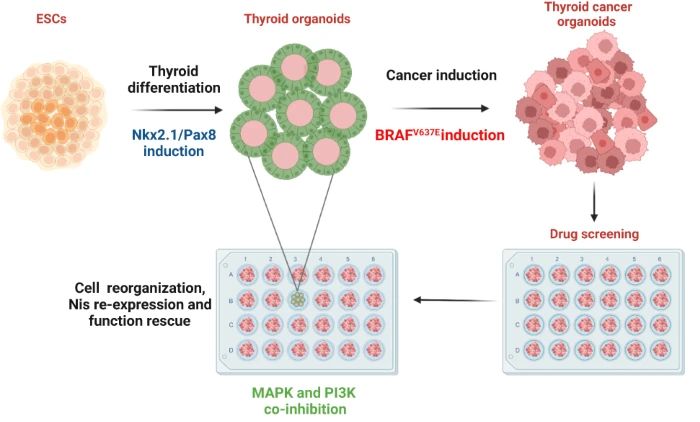 organoidscience's tweet photo. Led by Dr. @MirianRomitti, this @oncogenejournal study shows that #pluripotent stem cells-derived thyroid cancer #organoids can mimic tumor development and features while providing an efficient tool ⚒️ for testing novel targeted therapies.

Check it out! 
https://t.co/X04Y1I8bjB https://t.co/juMircbW3Y