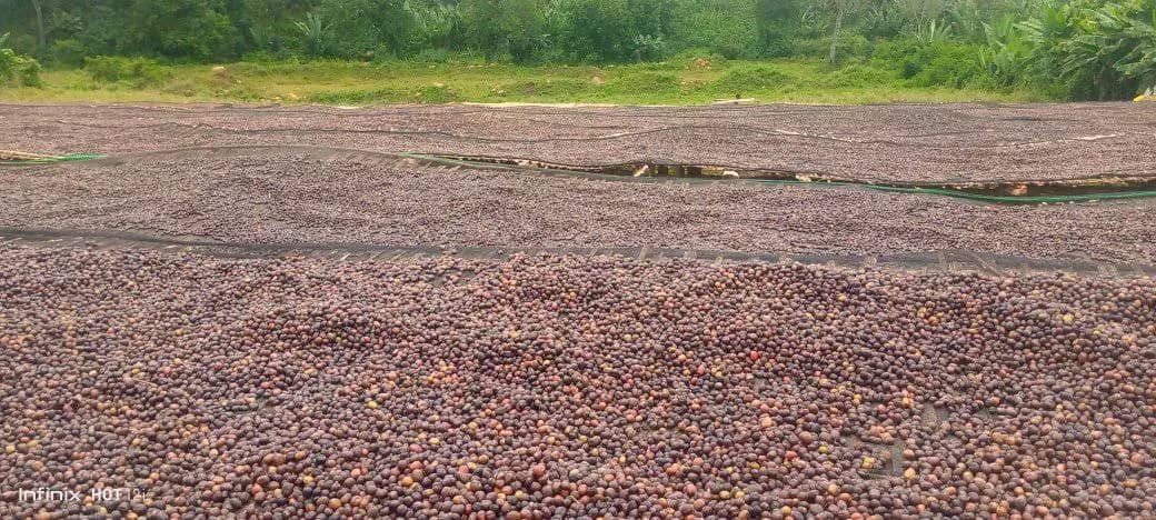 The Future of Ethiopia: increasing exports With new initiative Naqamet Declaration Coffee we doubled the coffee plantation in the last 5 years. The harvesting area and yield is increasing every year. We are working on the quality of our coffee to increase the export volume.