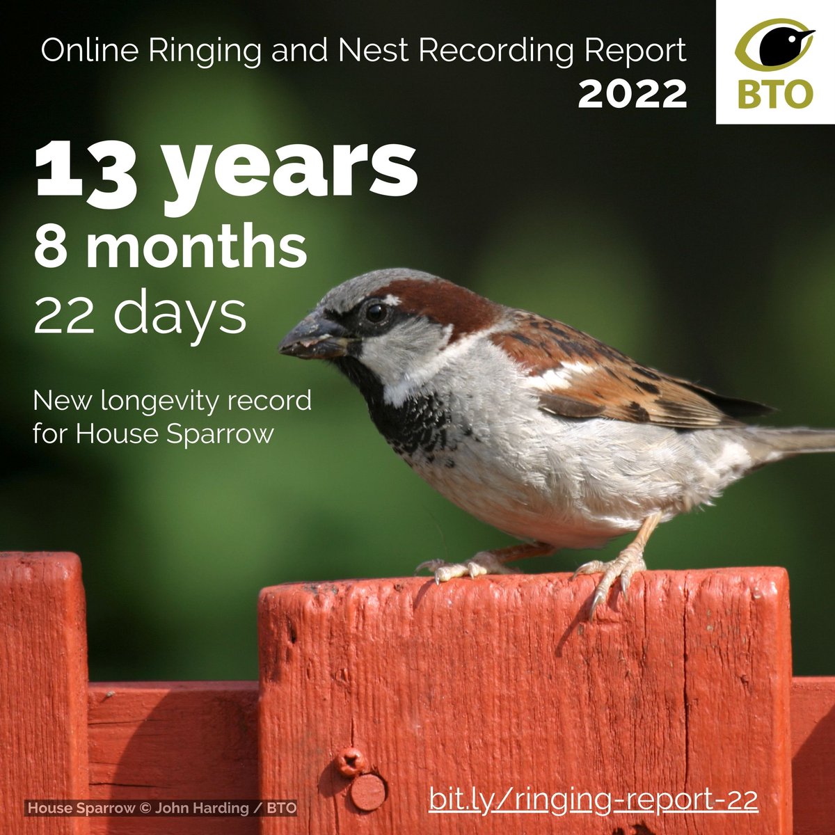 Another record breaker from 2022 - a colour ringed House Sparrow was seen again in Caerphilly after 13 years! With a typical lifespan of 3 years, 13 is a ripe old age! Explore more longevity records in the 2022 Ringing Report👉bit.ly/ringing-report… #BirdRinging #GardenBirds