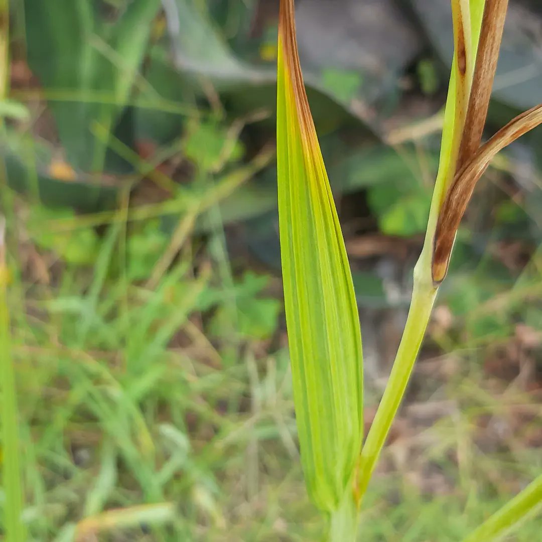 DaniUryuu's tweet photo. No habia compartido por aca la #Tigridia pavonia que tuve el honor de ver por primera vez in situ 💜
Es una flor enorme y bella.
Me sorprendió encontrarla en plena floración en el mes de noviembre. https://t.co/tLhUHbxkIe