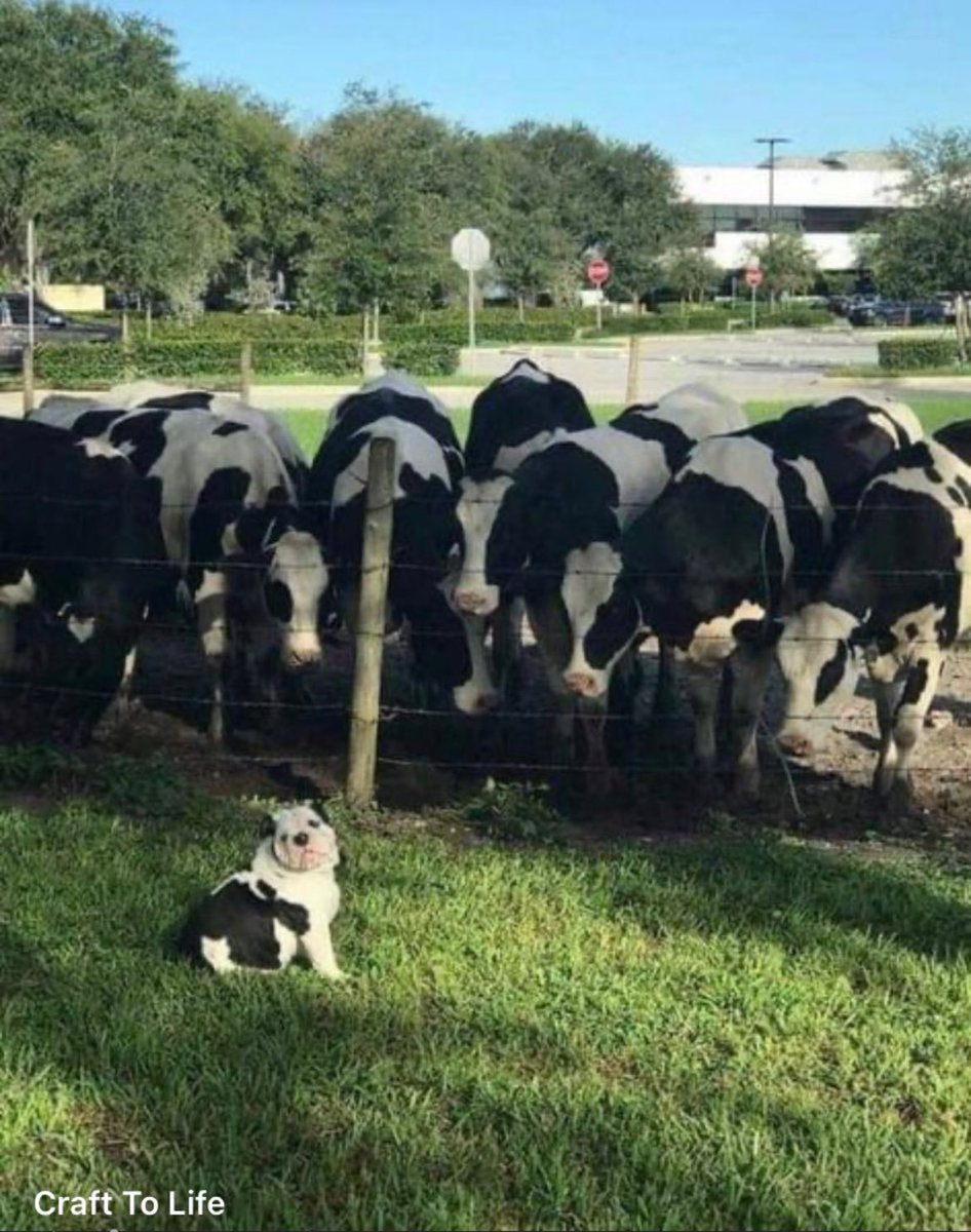 tags_data's tweet image. Just chillin being part of the #cow gang!