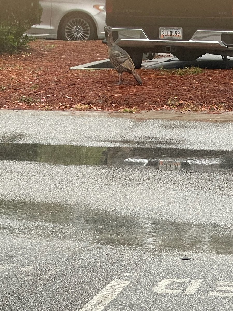 gaportspolice's tweet photo. We found this turkey hiding out in our parking lot this morning. We suspect it may have been involved in some fowl play! 🦃🚔 #Thanksgiving #turkey #lawenforcement #police #Georgiaports https://t.co/XBJs1jUt0B