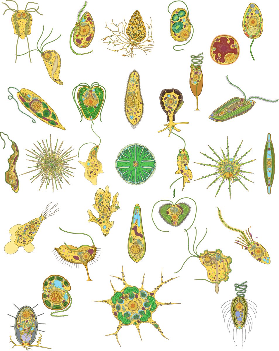 Roli Roberts (@roliroberts) on Twitter photo What's your favourite #protist? Magnificent protist image resource from Yana Eglit & @pjkeelinglab just out in <a href="/PLOSBiology/">PLOS Biology</a> journals.plos.org/plosbiology/ar… What's your favourite #protist? Magnificent protist image resource from Yana Eglit & @pjkeelinglab just out in <a href="/PLOSBiology/">PLOS Biology</a> journals.plos.org/plosbiology/ar…