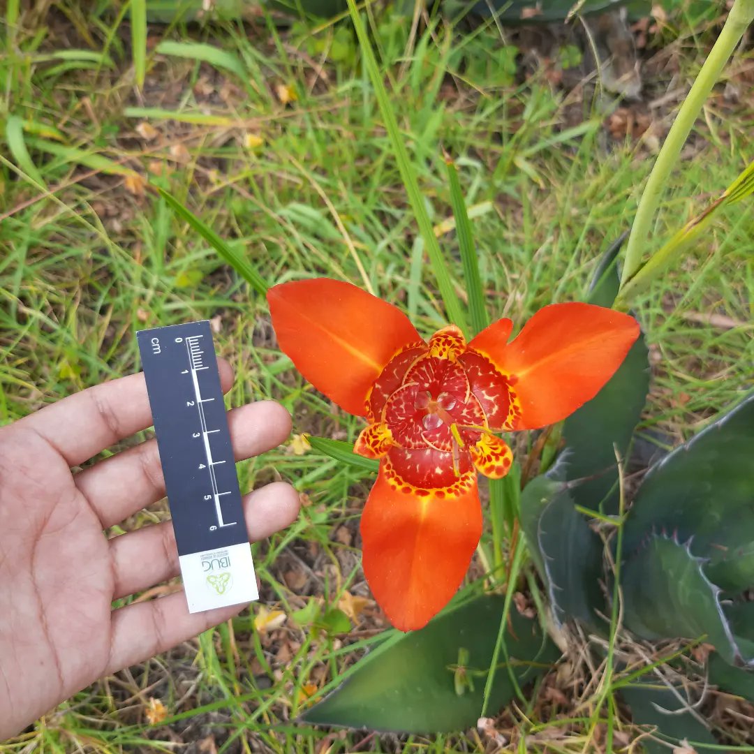 DaniUryuu's tweet photo. No habia compartido por aca la #Tigridia pavonia que tuve el honor de ver por primera vez in situ 💜
Es una flor enorme y bella.
Me sorprendió encontrarla en plena floración en el mes de noviembre. https://t.co/tLhUHbxkIe