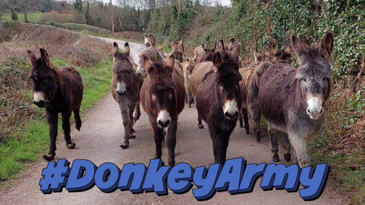 $Donkey army is waking up!

TG: t.me/donkeyhung

Check out the @DonkeyScannerBot