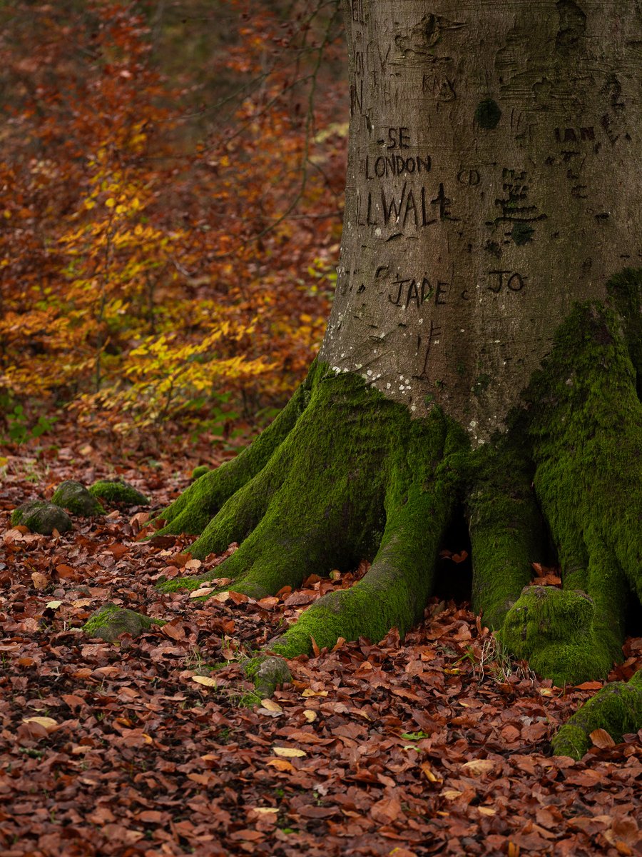 Absolutely love this urban/rural crossover