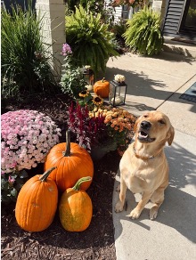 Our co-woofer Maisie is the cutest pumpkin in the patch!

#cowooferwednesday #prfirm #media #womanowned #msp